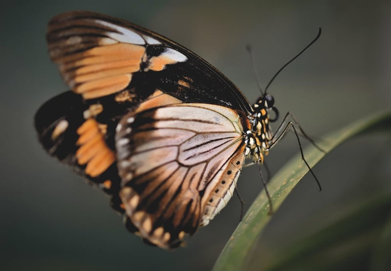 Avoiding Butterfly Effect